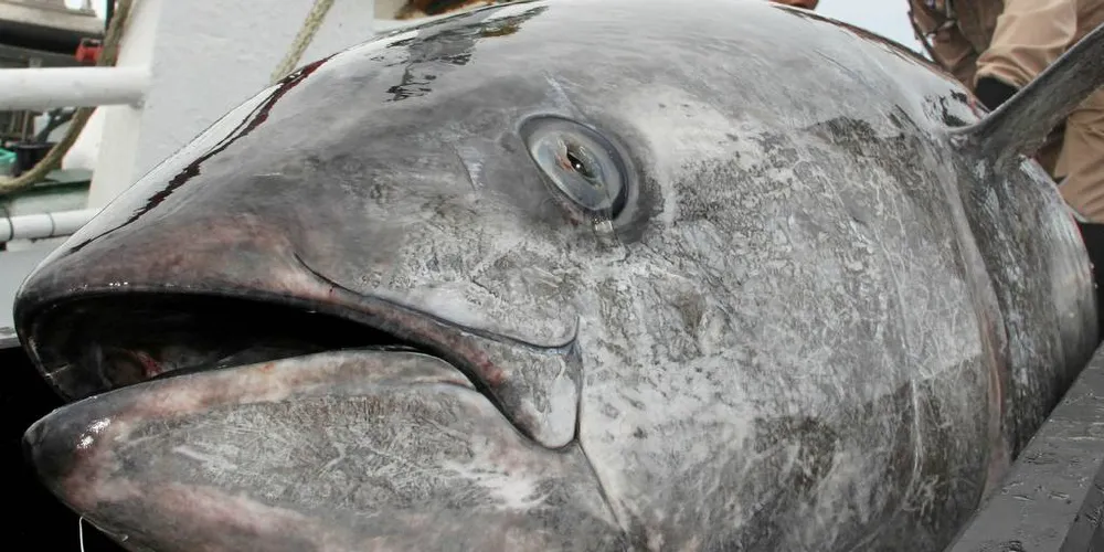 FANGST: Denne makrellstørja skal ikke kunne fanges med harpun eller krok av den minste flåten, fastslår styret i Møre og Romsdal Fiskarlag som avviste avstemming om forslaget fra Smøla Fiskarlag på årsmøtet i Molde torsdag.Foto: Torhild Måkestad Martinussen