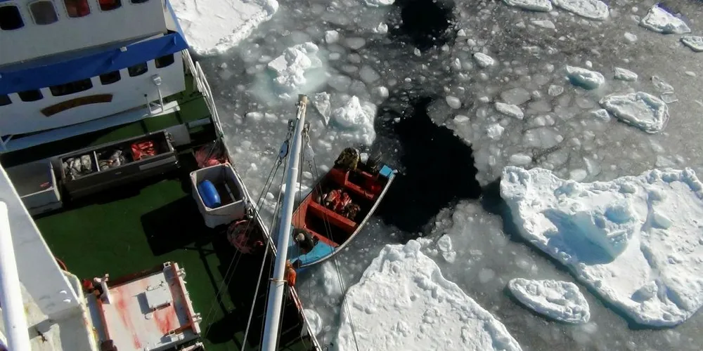 Iløpet av forrige uke ble resultatet 800 sel for «Havsel». I en oppdatering sendt 1. mai skriver selfanger Bjørne Kvernmo at de er tilbake i Isafjord og venter på bedre værforhold.Foto: privat