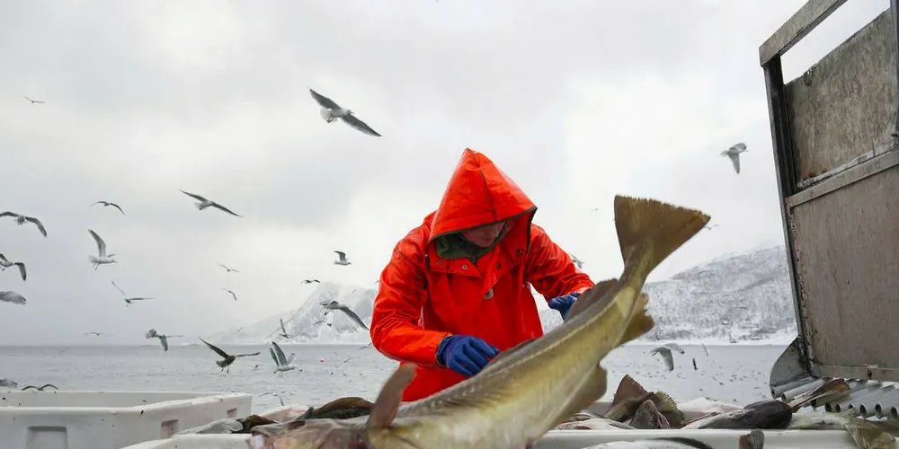NY: Mannskapsorganisasjonen Lottfiskernes forening tar sikte på å være oppe og gå til jul. Illustrasjonsfoto: Ingun A. Mæhlum