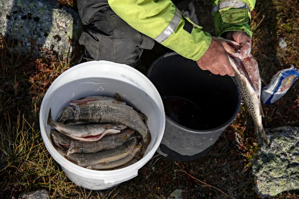 Bærekraftig akvatisk mat kan spille en kritisk rolle i global matsikkerhet og ernæring, skriver forskerne fra Havforskningsinstituttet.