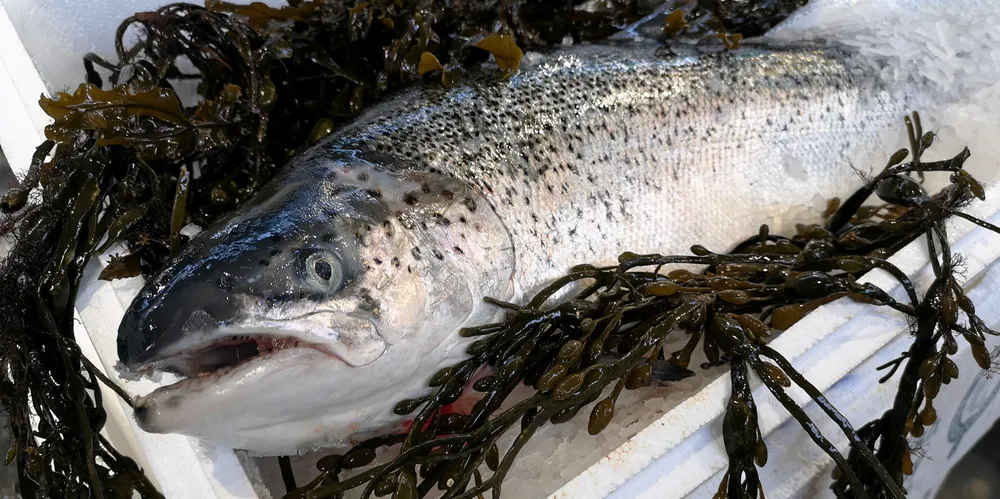 Laksen har godt av fôr som inneholder mye omega-3, viser nye forskning. Illustrasjonsfoto.