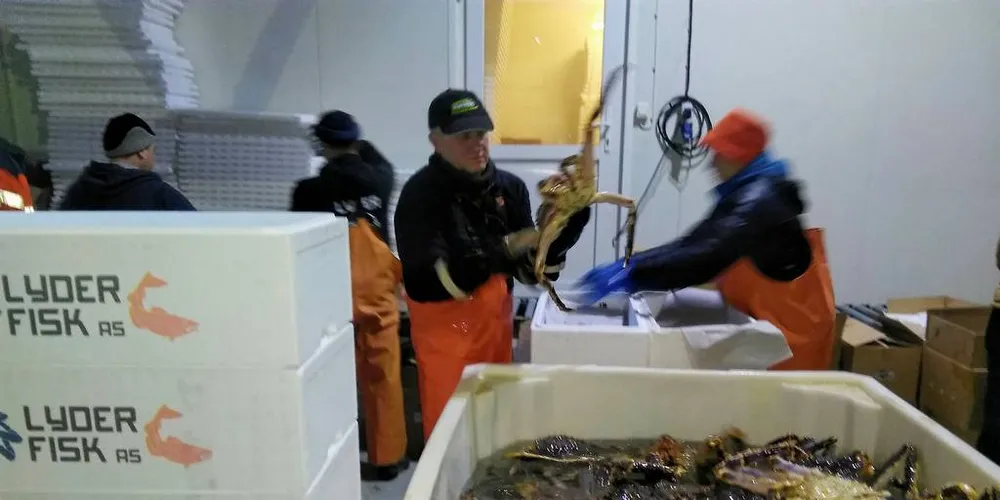 GOD AKTIVITET: Råfisklaget melder om godt aktivitet på både kongekrabbe og taskekrabbe nå i sommer. Foto: Privat