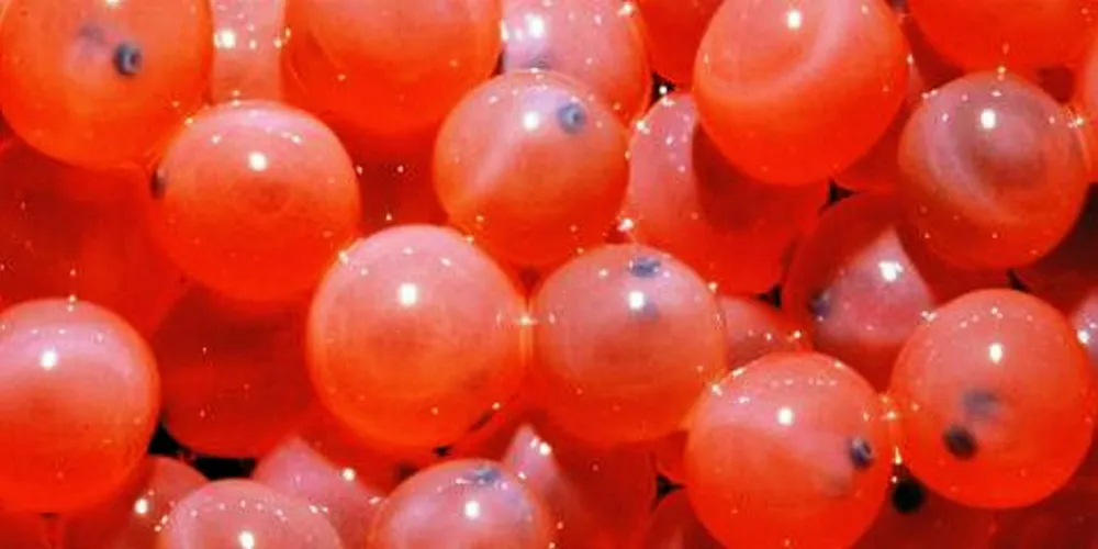 GM salmon eggs