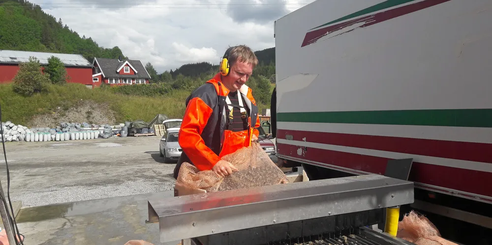 Jon Eirik Brennvall høster og sorterer strandsnegl.