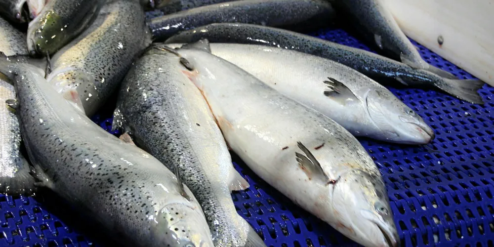 Fresh salmon from Salmar, processed by Nordlaks, was found to contain high levels of listeria.