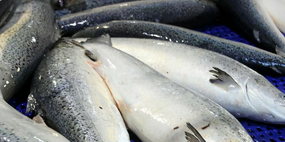 Fresh Atlantic salmon
