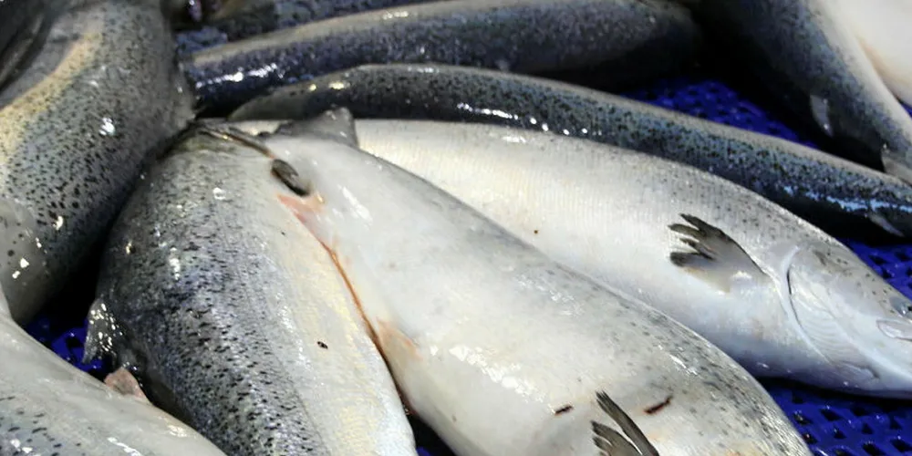 Atlantic salmon prices going down into next week.