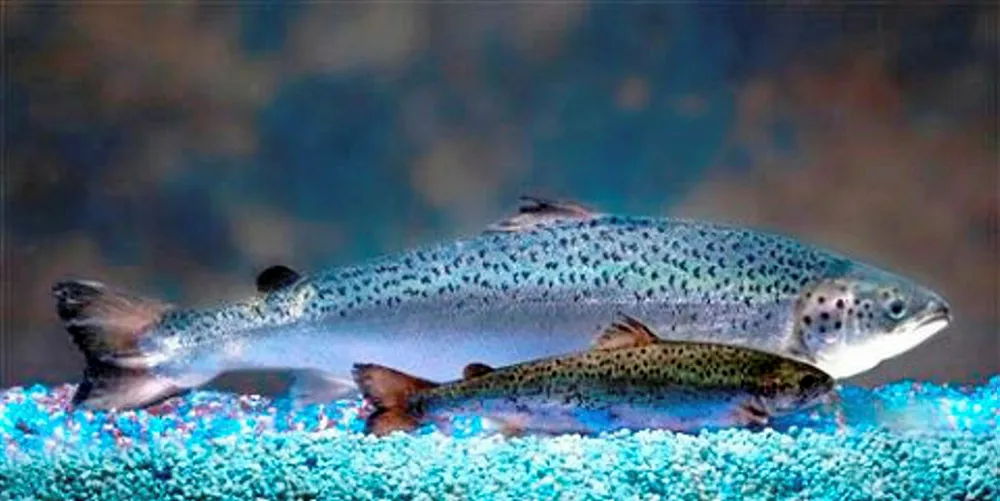 US senator introduces GM salmon labeling bill
