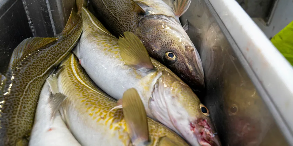Fiskeskipperen rapporterte 70 kilo torsk, men Kystvakten fant over 2 tonn.