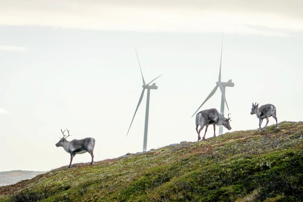 Reindeer roaming around the wind turbines at Storheia wind farm, one of two projects in the ruling.