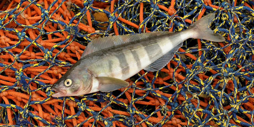 Atka mackerel, one of Alaska's largest fisheries, has been cleared for certification to the Marine Stewardship Council (MSC) standard.