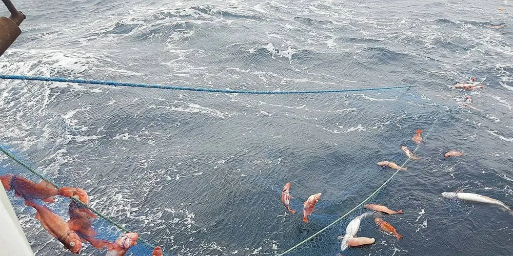 GA OPP: Sei- og langefisket ble frustrerende for «Havbåra». Med 40 prosent uer i kastene, måtte de til slutt gi opp. Nå ber skipper og eier Gudmund Rognan forskerne fjerne ueren fra truet-lista.Foto: Privat