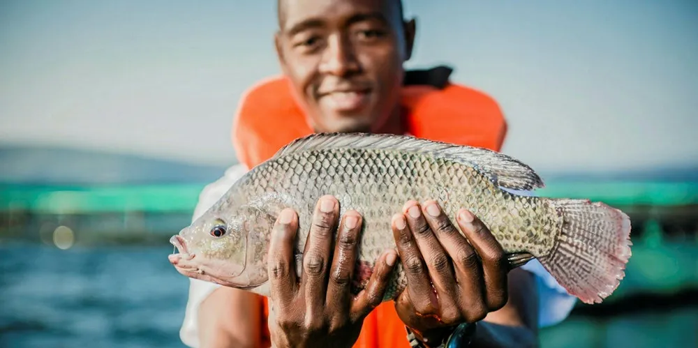 Man holds tilapia, Yalelo in Zambia.