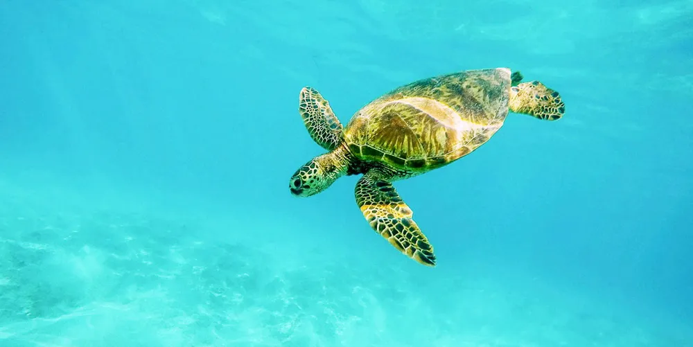 Sea turtles need more protection in Mexico, according to the US State Department.