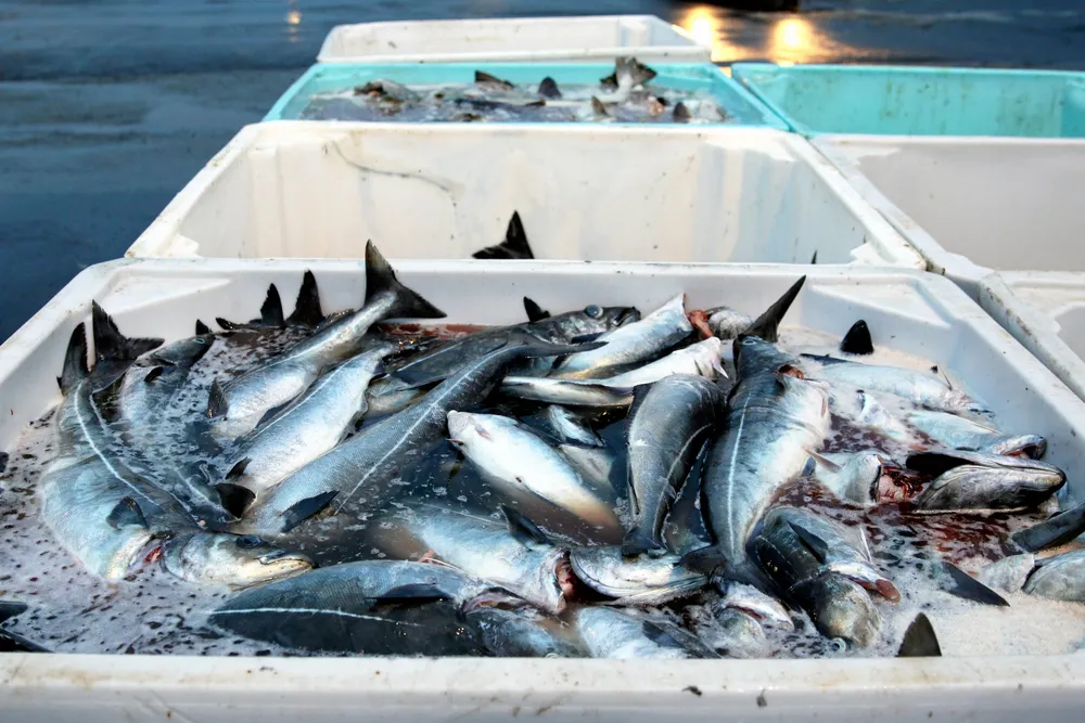 Sei i karr/fiskekasser nede på Røst Sjømat AS. På Røst går det mest i sei i februar. bildene tatt ifm reptur 24. februar 2022.