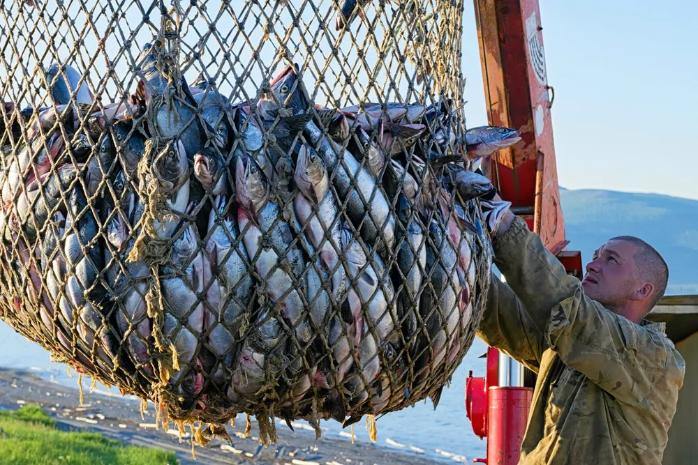 A subdued harvest forecast is making it tough to attract seasonal workers to catch and process salmon in Russia's Far East. Here, a processing plant worker receives fresh pink salmon on the Sea of Okhotsk in the Khabarovsk region.