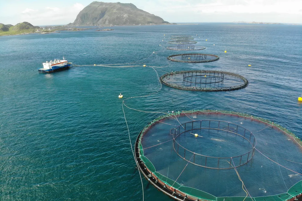 Ved å fjerne mengdebegrensningen, vil aktører som driver med lav miljøpåvirkning kunne øke sin produksjon, og det vil bli mer lønnsomt å drive bærekraftig, skriver fiskeriminister Marianne Sivertsen Næss.