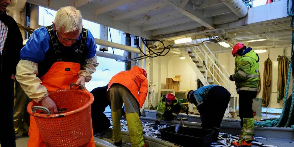 FLERE PÅ BANEN: Torfinn Gangstad mener sildesaken kunne vært løst for lengst med litt mer aktiv innsats av de involverte. Til venstre på bildet sorterer tekniker Jostein Røttingen (HI) sild fra tokt. Arkivfoto: Kjartan Mæstad/Havforskningsinstituttet