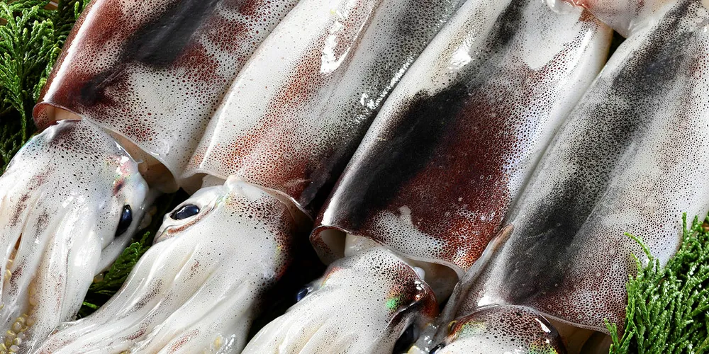 Japanese flying squid.