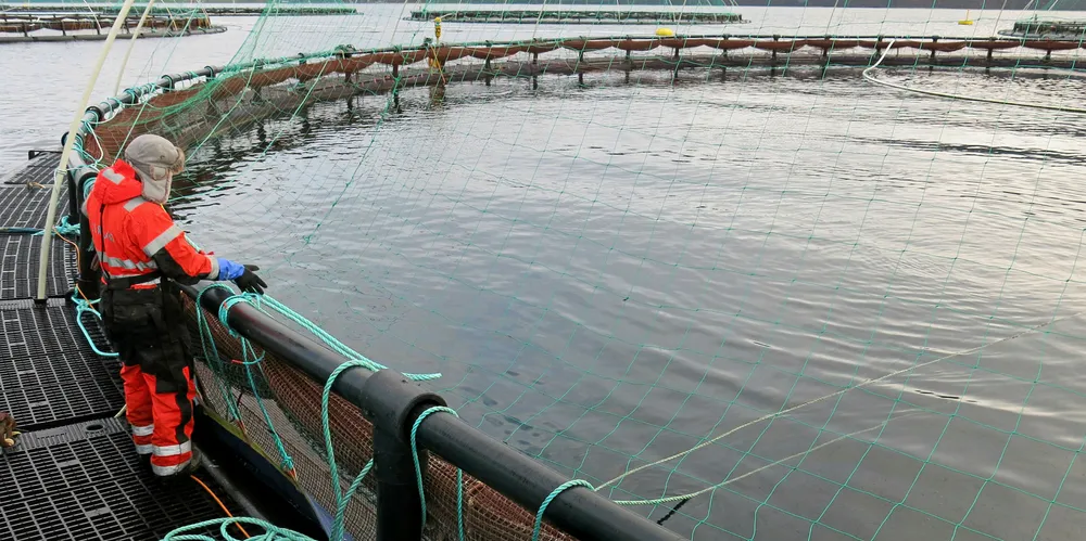 SalMar bought by far the most capacity in the auctions, but both large and small salmon farmers can be found on the list.