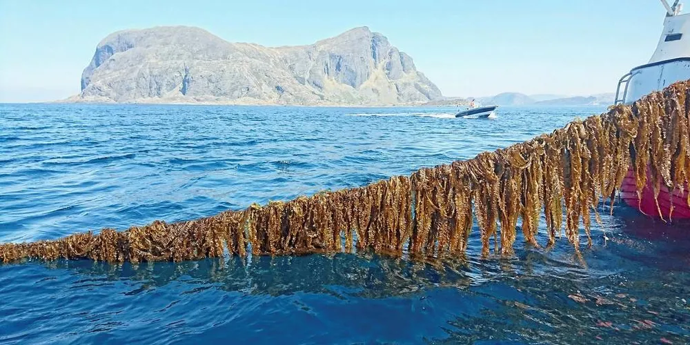 TAREHØSTING: Seaweed AS har utviklet et produkt av tare som tilsettes i fiskeburgere.