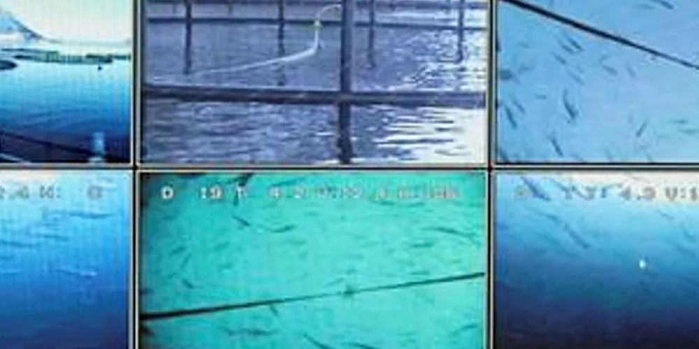 Algal bloom on camera.