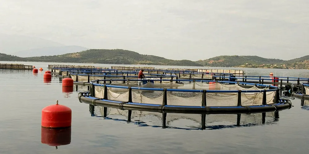 A Nireus-owned hatchery suffered significant fire damage.