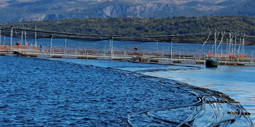AquaChile's magallanes site.