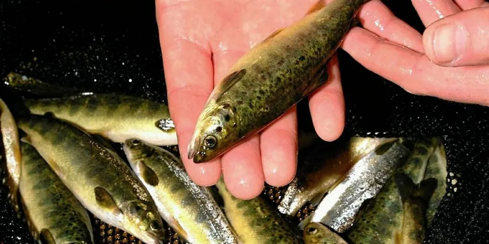 Smolt.Illustrasjonsfoto: Lars Arvid Oma