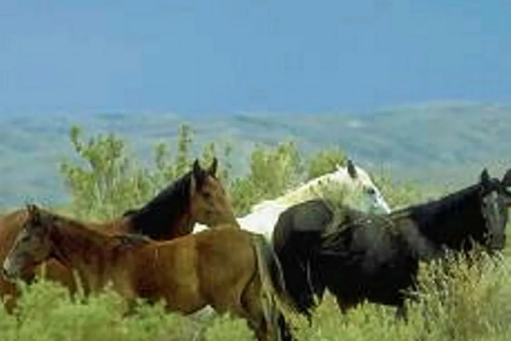 Off to a canter: Wyoming's Powder River basin