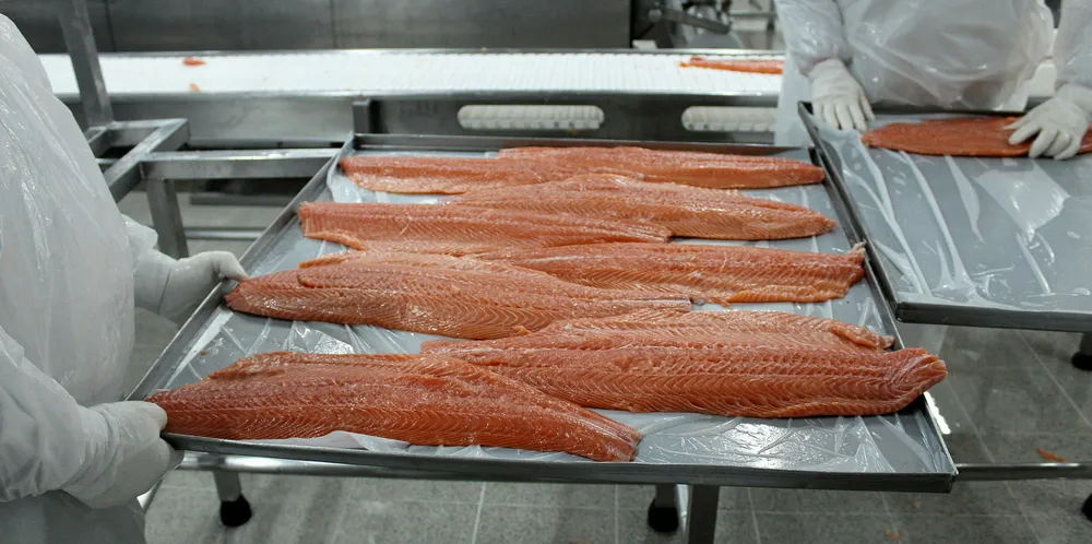 Salmon prices start to jump after a five week low