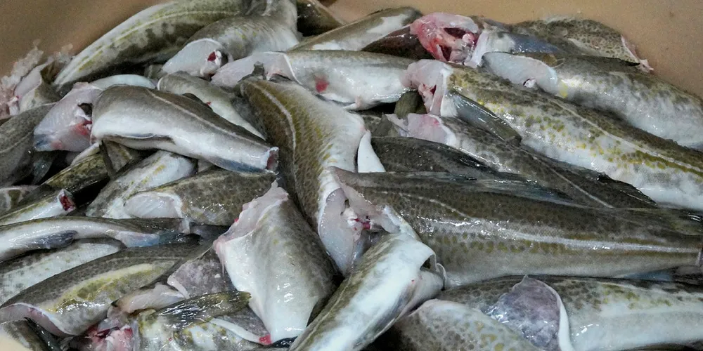 Iceland increases cod TAC, slashes haddock
