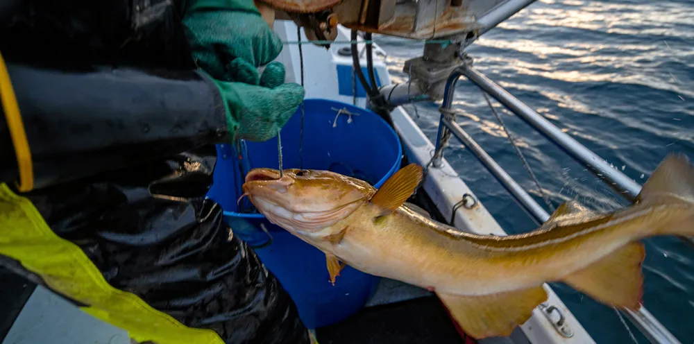 SVs vil stenge flåten over 21 meter utenfor grunnlinja av hensyn til den mindre flåten.