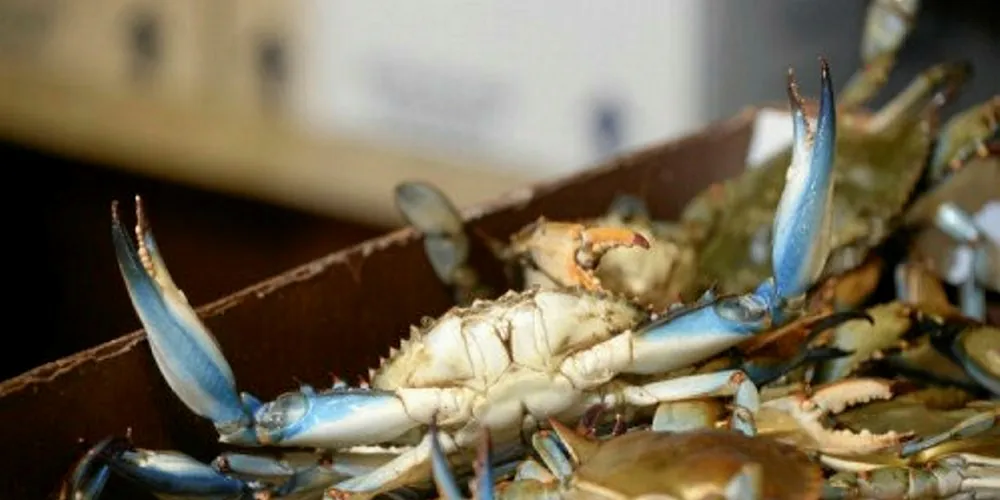 Welcome! The National Fisheries Institute is adding another member to its crab sustainability group.