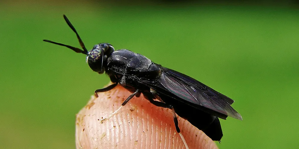 Analysts think Insect meal may fly...
