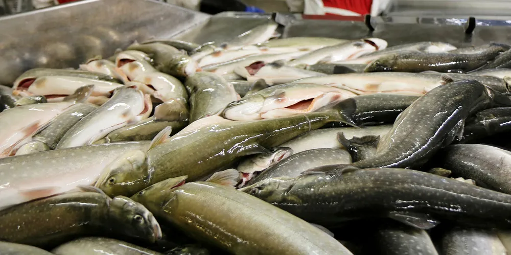 The land-based arctic charr farmer Blafjell is nearing bankruptcy.