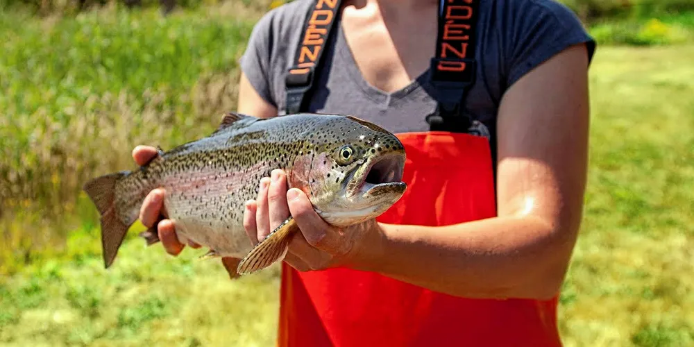 Riverence's acquisition of Clear Springs Foods creates America's largest farmed trout producer, with both steehead and rainbow trout in its pipeline.