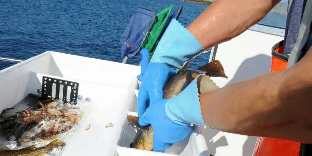 BELØNNES: Rederi som har fisket leppefisk med flere fartøy i kvalifiseringsårene, fikk full uttelling i tildeling av konsesjoner i det lukkede fiske etter leppefisk som starter til sommeren. Enbåtsrederi med høy aktivitet kommer dårlig ut.Illustrasjonsfoto: Kjersti Kvile