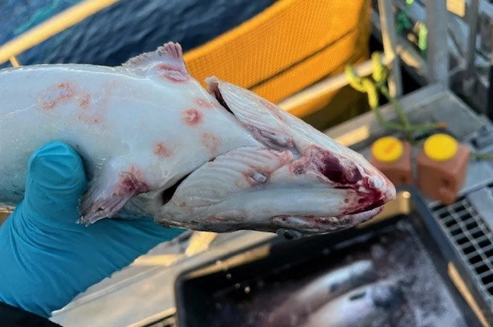 Fisk angrepet av perlesnormanet høst 2023. Bildet viser en skade observert en uke etter perlesnormanettilsig.