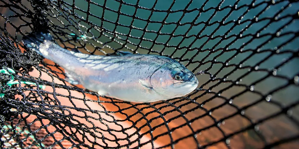 På Havforskningsinstituttet (HI) forskes det hver dag på effekten en rekke midler har, både på fisken, på matvaretrygghet og på miljøet.
