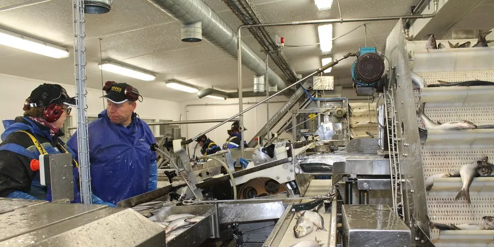 Gimsøy Pelagisk AS på Gimsøy i Lofoten kutter ut sildeproduksjonen. Myre Fiskemottak leier nå lokalene og startet med mottak av torsk mandag. (Arkivfoto: Willy Hauge)