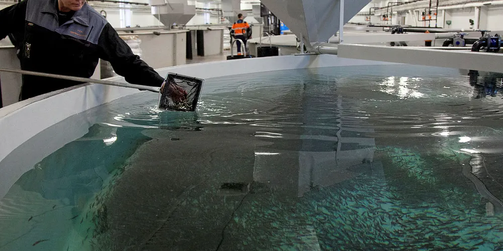 A Mowi RAS salmon facility.