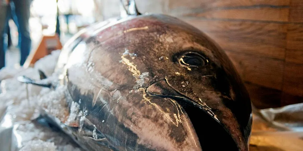 VARIERENDE PRISER: Makrellstørjen til «Bluefin» går for 180–260 kroner kiloen på det norske markedet, alt ut fra hvilket segment den havner i, opplyser Jan Otto Hoddevik, salgs- og markedsdirektør i Global Fish. Hoddevik distribuerer all makrellstørjen som Florø-båten fisker.