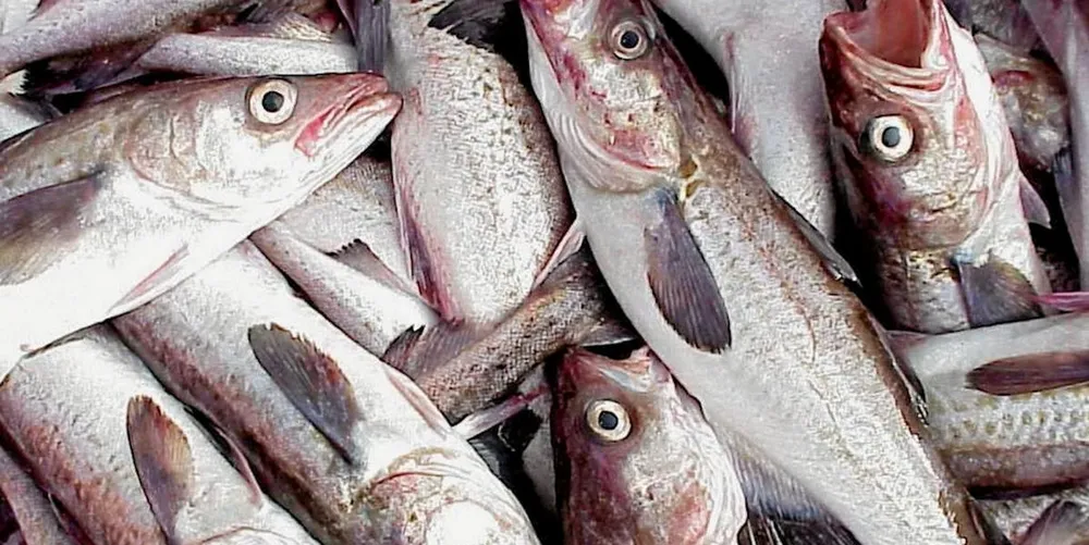 The TAC for the country’s main fishing ground in the Sea of Okhotsk will be 956,000 metric tons, down just 105 metric tons from this year’s TAC of 1.061 million metric tons.