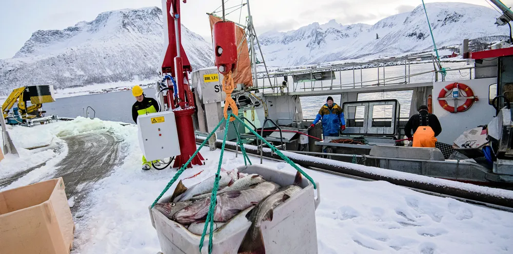 Fiskebåten Mevær er inne med skrei på fiskemottaket i Tromvik. Fisker Bjørn-Helge Robertsen losser på kaien, mens skipper Robert Berg (til høyre) og Espen berg jobber i båten.
