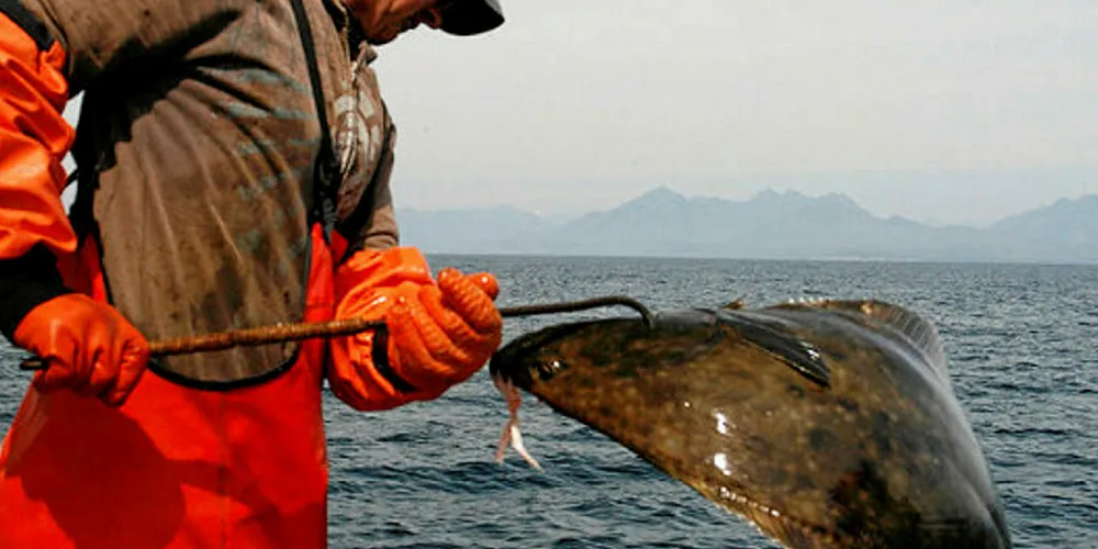The quota for Pacific Halibut is up in 2019.