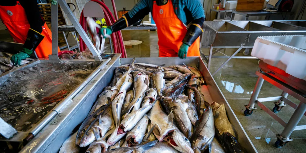 Forskeren baserer kvoterådene sine fra vintertoktet og økosystemtoktet som foregår årlig. I tillegg henter de inn landingstall fra fiskeriene.