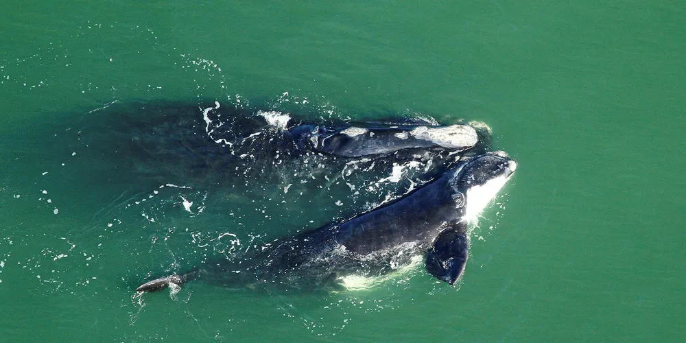 The right whale is one of the unique environmental factors facing US developers.