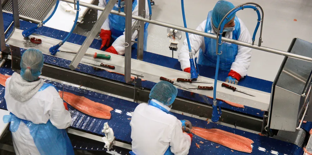Norwegian salmon prices are creeping back towards very levels again.