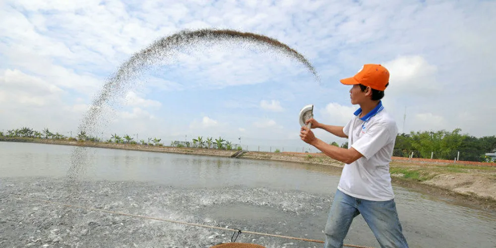 Vietnam's pangasius sector continues to be lifted by Chinese appetites